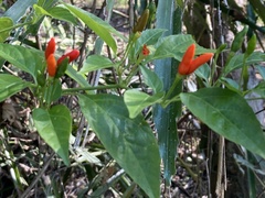Capsicum frutescens