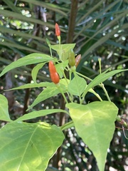 Capsicum frutescens