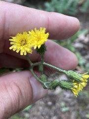 Hieracium scabrum
