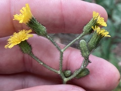 Hieracium scabrum