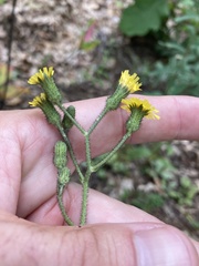 Hieracium scabrum