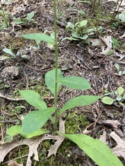 Hieracium scabrum