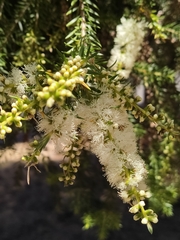 Melaleuca preissiana