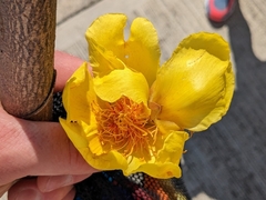 Cochlospermum vitifolium