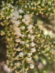 Melaleuca preissiana