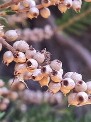 Melaleuca preissiana
