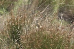 Cincloramphus cruralis