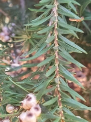 Melaleuca preissiana