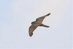 Falco longipennis