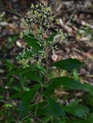 Argophyllum nullumense