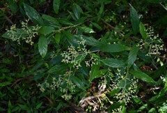 Argophyllum nullumense