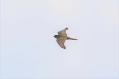 Falco longipennis