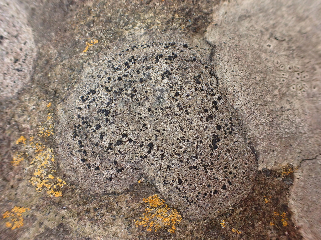 Buellia cranwelliae from Morrison Beach, Bluff, Southland, South Island ...