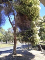 Melaleuca preissiana
