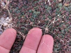 Hypertelis umbellata