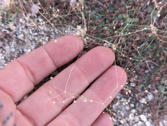 Hypertelis umbellata