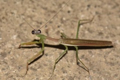 Stagmomantis nahua