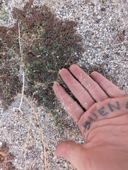 Hypertelis umbellata