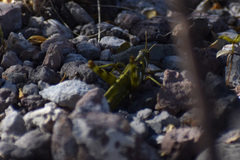 Bootettix argentatus