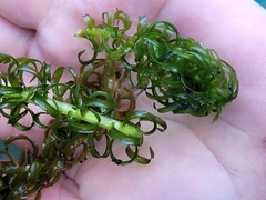 Lagarosiphon major
