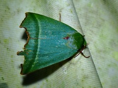 Clethrophora angulipennis