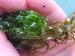 Lagarosiphon major