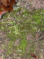 Funaria hygrometrica