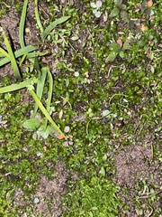 Funaria hygrometrica
