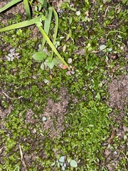 Funaria hygrometrica