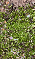 Funaria hygrometrica