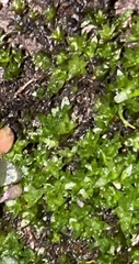 Funaria hygrometrica