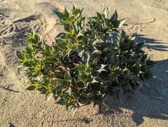 Stillingia spinulosa