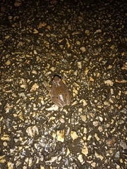 Hyla molleri