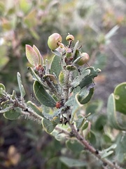 Arctostaphylos pilosula