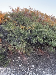Arctostaphylos pilosula
