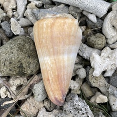 Conus distans