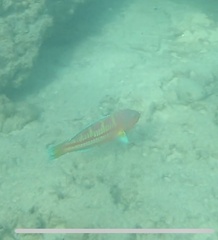 Thalassoma trilobatum