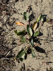 Rumex salicifolius