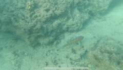 Thalassoma trilobatum