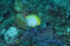 Chaetodon ocellatus