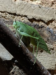 Microcentrum rhombifolium