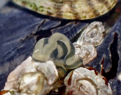 Emplectonema gracile
