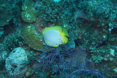 Chaetodon ocellatus