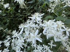 Clematis virginiana