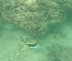 Rhinecanthus rectangulus
