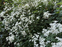 Clematis virginiana