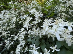 Clematis virginiana