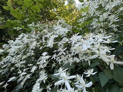 Clematis virginiana