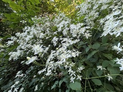 Clematis virginiana