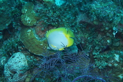 Chaetodon ocellatus